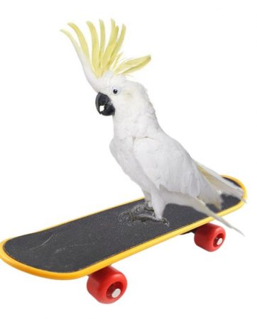 Pet Bird Toys Parrot Toys Funny Intelligence Skateboard Toy Stand Perch Toy For Parakeet Cockatiels Bird Training Accessories