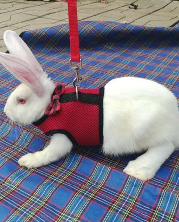 New Black Rabbit Leash Lead Vest Small Animals Mesh Cotton Collars Cat Hamster Red Harnesses S M L Harness Leash Pet Strap 27