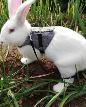 Multipurpose Rabbit Harness Small Pet Leash Chinchillas Guinea Pig Vest Clothes