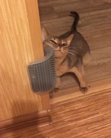 Pet Comb Removable Cat Corner Scratching Rubbing Brush Pet Hair Removal Massage Comb Pet Grooming Cleaning Supplies